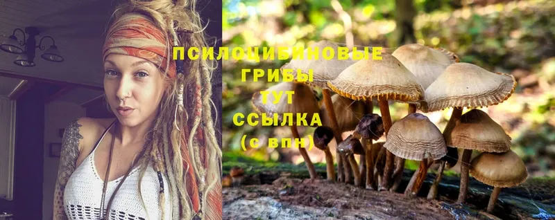 Галлюциногенные грибы Psilocybine cubensis Катайск